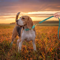 Didog collar with D-ring leash attachment for daily walking