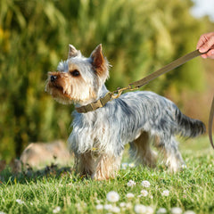 Didog soft PU leather dog collar clip-buckle—adjustable for a secure, comfortable daily fit.