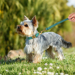 Didog collar with D-ring ready for leash attachment during walks.