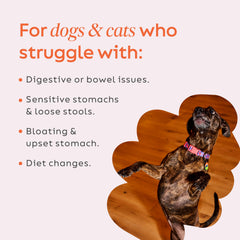 Diggin’ Your Dog Firm Up pumpkin powder close-up highlights fiber-rich nutrition from pumpkin.