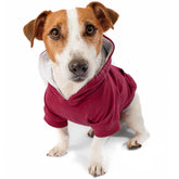 DJANGO dog hoodie warm burgundy worn by small dog for cozy winter walks