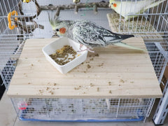 Dnoifne parrot perch assembly highlights stainless steel hardware for durability.