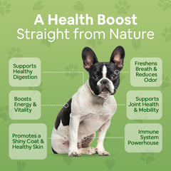 Dog Greens 12oz jar close-up highlighting organic ingredients like kelp and spirulina