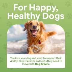 Dog Greens powder in a bowl ready to mix into meals for energy