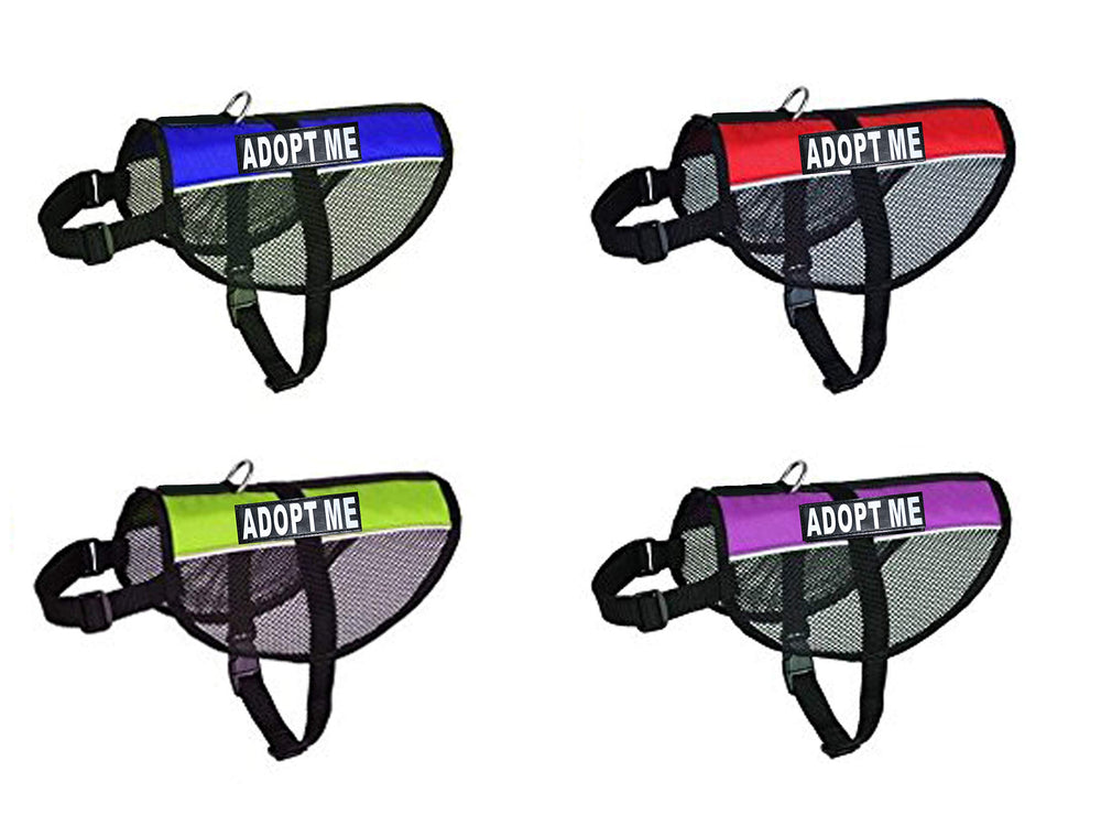 Doggie Stylz Adopt ME harness with side patches enhances outdoor visibility.