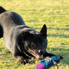 Dogowu indoor-outdoor toy supports versatile play sessions.