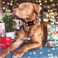 DOGWONG Christmas Red Santa collar adjustment strap demonstrates easy fit for growing dogs
