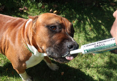 Dogzymes canine probiotic paste serving scoop demonstrates easy dosing for digestion support.