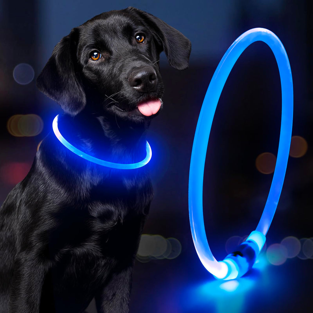 Domagiker light-up dog collar blue worn on neck for improved nighttime visibility