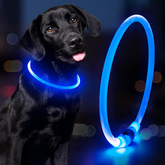 Domagiker light-up dog collar blue worn on neck for improved nighttime visibility