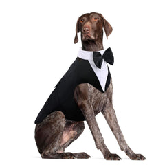 DORA BRIDAL dog tuxedo front view on XL Lab, wedding-ready formal style
