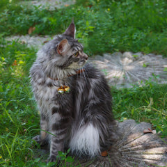 DORUI 4 Cat Bells copper bell on collar, demonstrating secure attachment and sound