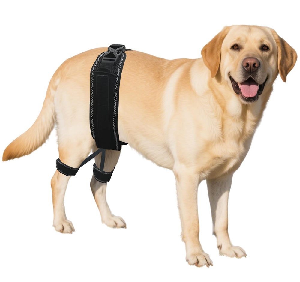 Dovanor Dog Hip Orthotics Brace provides relief during activity.