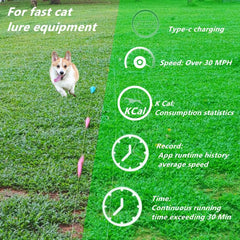 Dowkaco DC-1 agility course backyard set ideal for training and backyard fun