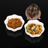 DQITJ ceramic hamster bowl white closeup showing anti-turnover design for small pets.