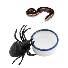 DQITJ stable flat-water dish keeps tiny spiders and tarantulas hydrated safely