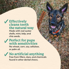 Dr. Harvey's Holistix dental chew in dog's mouth demonstrating daily routine