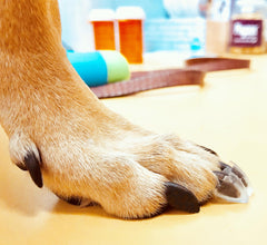 Dr McHenry's Dog Toe Treads kit shows 24 adhesive treads for improved floor grip.