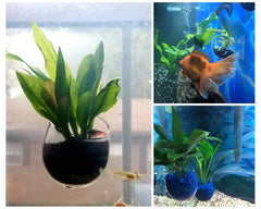 DS. DISTINCTIVE STYLE Crystal plant cups used as aquarium decoration