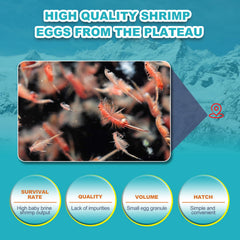 Dylan's cabin brine shrimp eggs highlighting a high hatch rate for fry feeding.