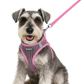 Eagloo small dog harness step-in displays quick setup for effortless daily walks.
