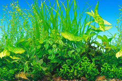 ELEBOX water plants side-b background hides equipment and adds color