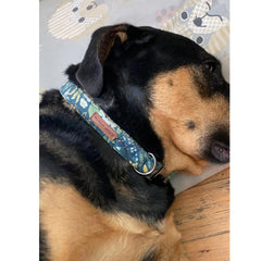 Elegant little tail floral dog collar on a medium dog for stylish everyday walks.