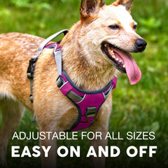 Embark Pets Adventure Harness in daylight shows reflective trim for safety.