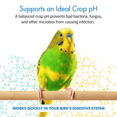 Equa Holistics HealthyGut scoop-serving demonstrates convenient daily portion on bird food.