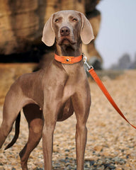 Erbine padded neoprene handle provides comfortable grip during walks.