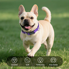 Erbine reflective dog collar purple with neoprene padding for comfortable all-day wear.