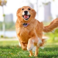 EveryPet universal double stainless-steel buckle loops—secure closure that stays tight during activity.