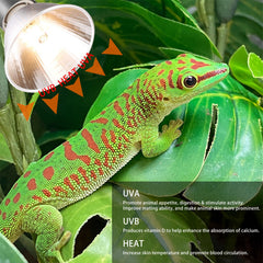 ExoRepti 3-pack bulbs in enclosure glow demonstrates UVB warmth enhancing activity and digestion