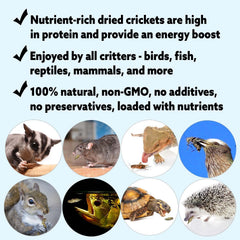 Exotic Nutrition dried crickets closeup-crickets: gut-loaded nutrition for insectivores.