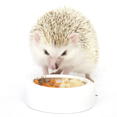 Exotic Nutrition Hedgehog Treat Variety BSF larvae close-up highlights nutritious insect protein.