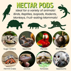 Closeup of Nectar Pods Yogurt jelly showing fruity flavor for birds and small mammals