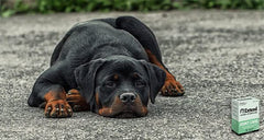 Extend Joint Care for Dogs beef-flavored formula appealing to picky eaters
