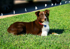 Extreme Dog Fence Active Collar shows waterproof submersible up to 10 feet for swimmers.