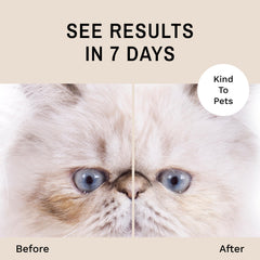 Eye Envy cat tear stain before-after demonstrates visible improvement.