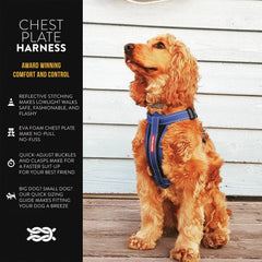 EzyDog harness with reflective stitching enhances night visibility during strolls