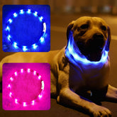 Fashion&cool two-pack glow dog collars visible at dusk for safer night walks