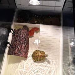Flushbay turtle on platform dries comfortably above water line