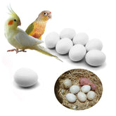 FOIBURELY dummy egg for green-cheek parrot nest demonstrates realistic illusion and reuse.