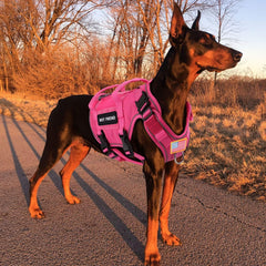 Forestpaw American flag patch on harness adds patriotic flair and easy spotting