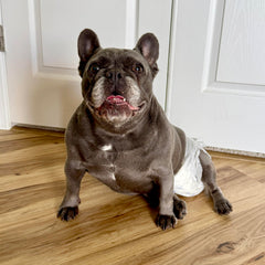 Four Paws Wee-Wee Foam-Fit Tail Hole close-up highlights snug active-dog fit.