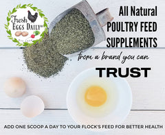 Fresh Eggs Daily ducks enjoying organic sea kelp, supporting immune health and gut-friendly nutrition.