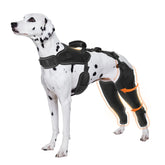 Furtent Dog ACL Brace Hind Leg on a dog during a walk provides joint support and warmth