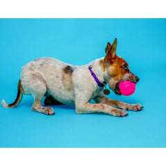 FYNORI Dura Play Ball 2.5-inch size fits dogs up to 20 lb.