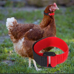 GANPUB two-pack collar unboxing shows spare collar for multiple birds.