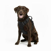Gavpepy No Pull Dog Harness front view shows adjustable fit and front handle for control.